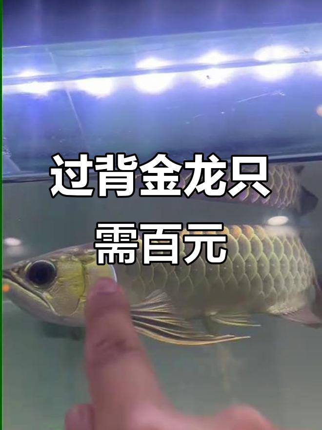古典過背金龍魚的市場價格如何？，古典過背金龍價格大揭秘,幾百元就能買到高品質