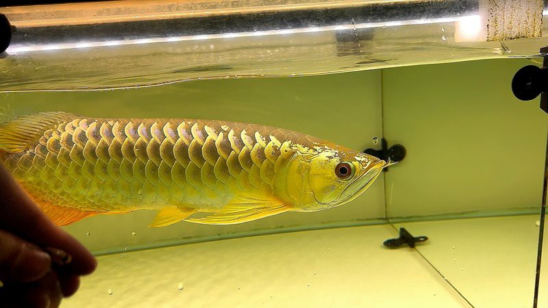 古典過背金龍魚的市場價格如何？，古典過背金龍價格大揭秘,幾百元就能買到高品質