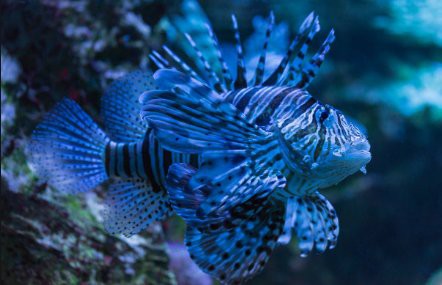獅子魚(yú)一只多少元，為什么獅子魚(yú)的價(jià)格如此之大？ 獅子魚(yú)一只多少元，為什么獅子魚(yú)的價(jià)格如此之大？ 龍魚(yú)論壇 第3張