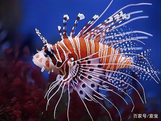獅子魚(yú)一只多少元，為什么獅子魚(yú)的價(jià)格如此之大？ 獅子魚(yú)一只多少元，為什么獅子魚(yú)的價(jià)格如此之大？ 龍魚(yú)論壇 第5張