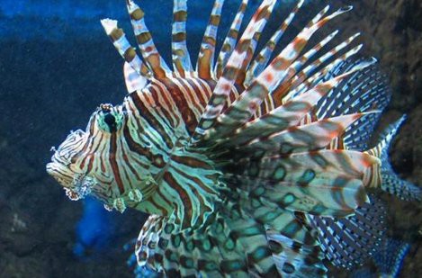 獅子魚(yú)一只多少元，為什么獅子魚(yú)的價(jià)格如此之大？ 獅子魚(yú)一只多少元，為什么獅子魚(yú)的價(jià)格如此之大？ 龍魚(yú)論壇 第1張