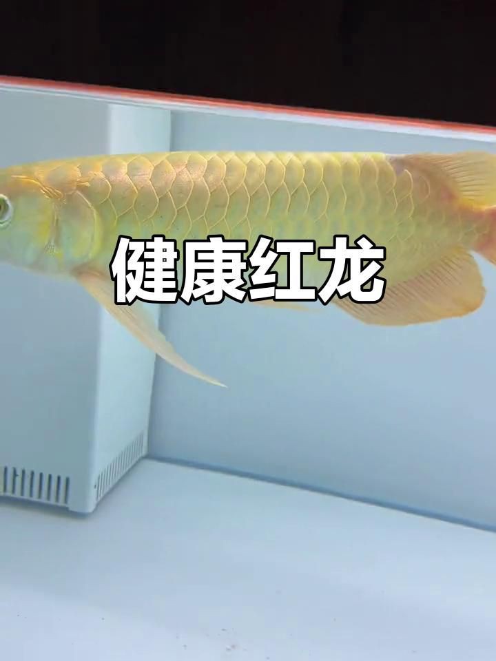 如何拍攝高質量的紅龍魚照片？，天津魚友拍攝高質量紅龍魚照片技巧大揭秘如何拍出唯美畫面