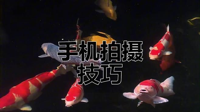 如何拍攝高質量的紅龍魚照片？，天津魚友拍攝高質量紅龍魚照片技巧大揭秘如何拍出唯美畫面