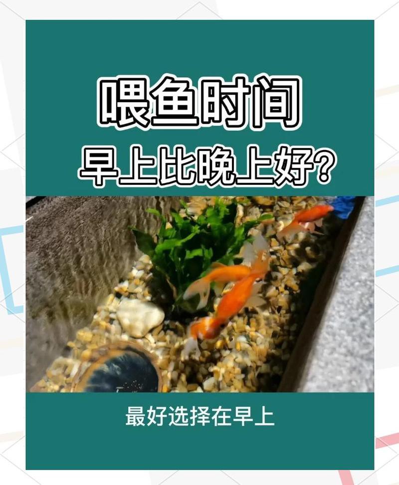 古典過背金龍魚多久喂一次合適？，古典過背金龍魚的喂食頻率 古典過背金龍魚多久喂一次合適？，古典過背金龍魚的喂食頻率 龍魚論壇 第7張