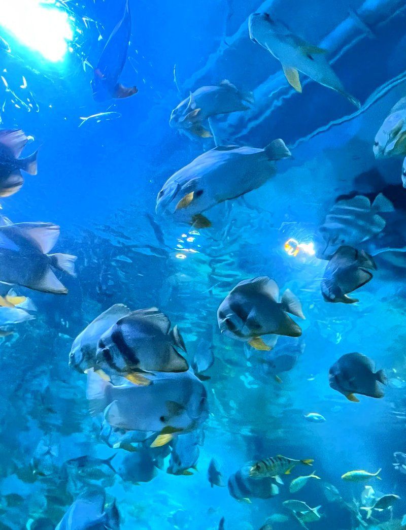 沈陽水族館，探秘沈陽水族館