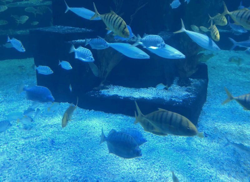 沈陽(yáng)水族館，探秘沈陽(yáng)水族館
