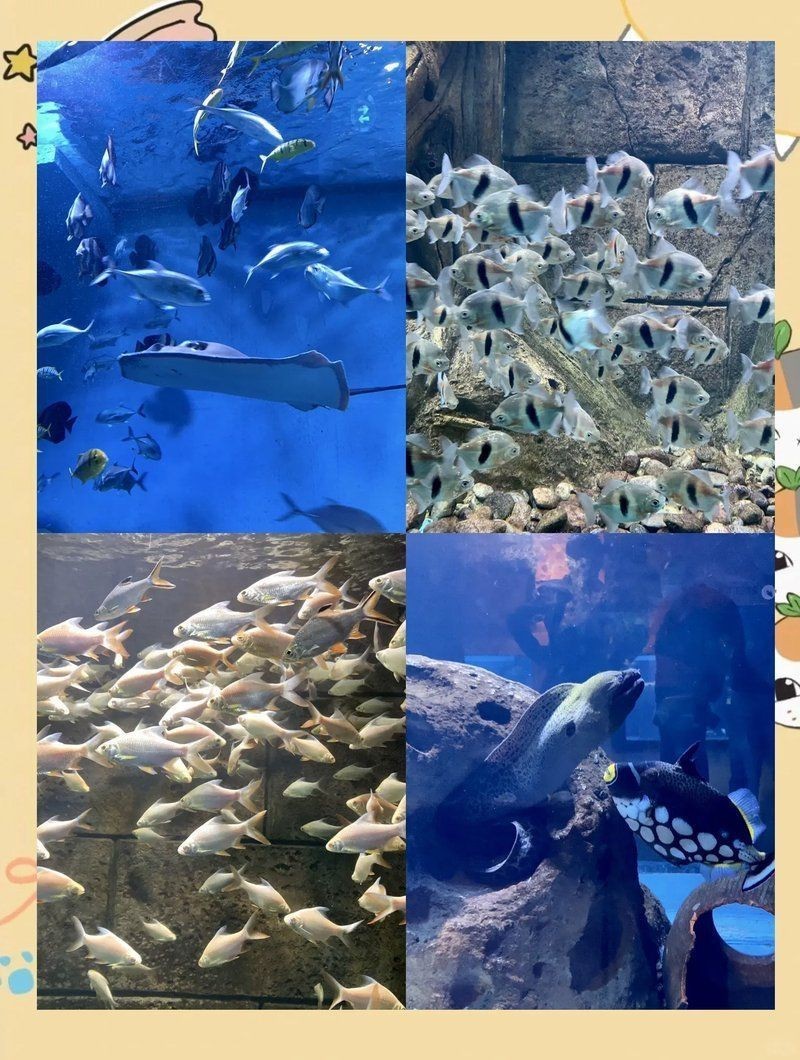 沈陽(yáng)水族館，探秘沈陽(yáng)水族館