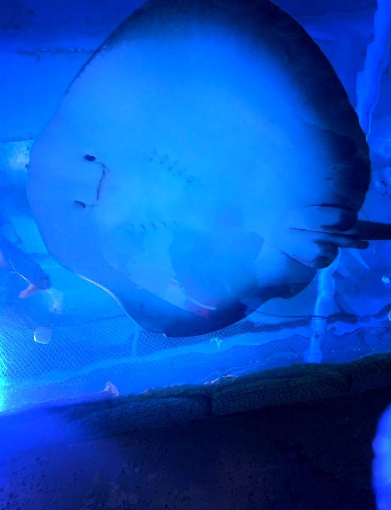 沈陽(yáng)水族館，探秘沈陽(yáng)水族館