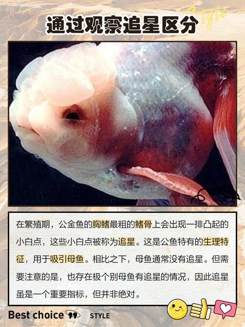 和尚魚公母最簡單辨認(rèn)圖，和尚魚公母的最簡單辨認(rèn)方法