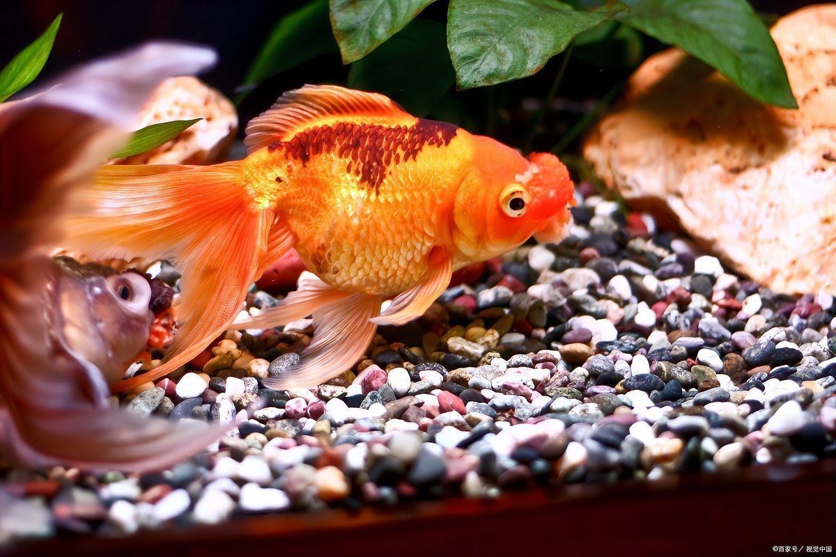 和尚魚公母最簡單辨認(rèn)圖，和尚魚公母的最簡單辨認(rèn)方法