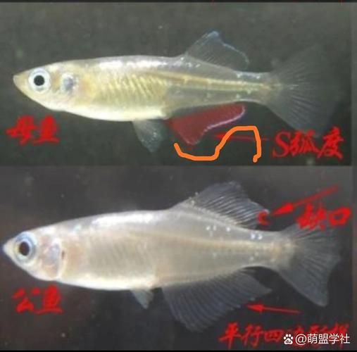 和尚魚公母最簡單辨認(rèn)圖，和尚魚公母的最簡單辨認(rèn)方法