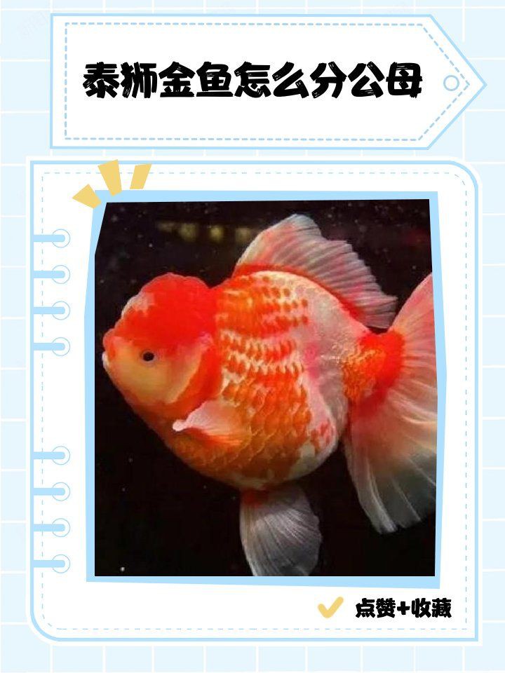 和尚魚公母最簡單辨認(rèn)圖，和尚魚公母的最簡單辨認(rèn)方法