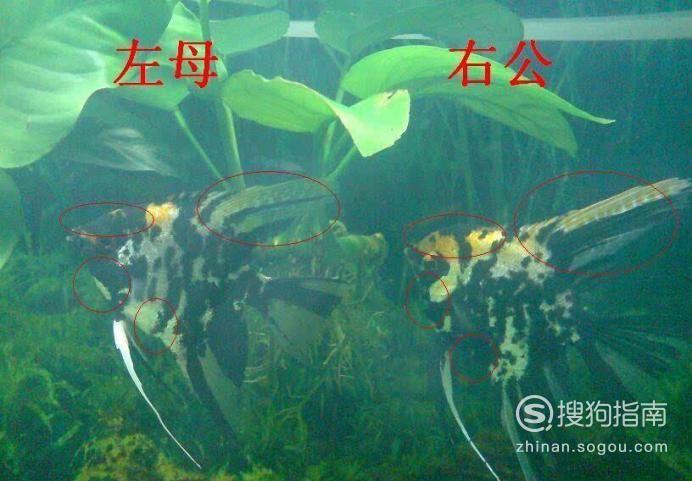 和尚魚公母最簡單辨認(rèn)圖，和尚魚公母的最簡單辨認(rèn)方法