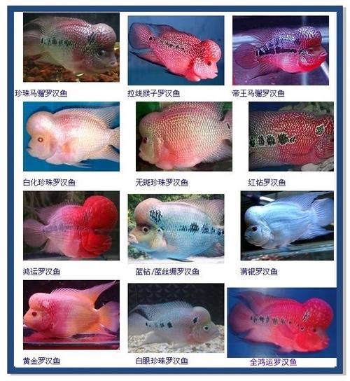和尚魚公母最簡單辨認圖，和尚魚公母的最簡單辨認方法