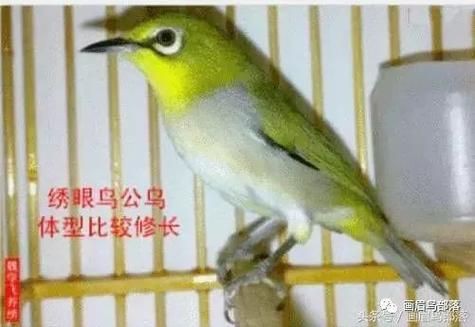 和尚魚公母最簡單辨認(rèn)圖，和尚魚公母的最簡單辨認(rèn)方法