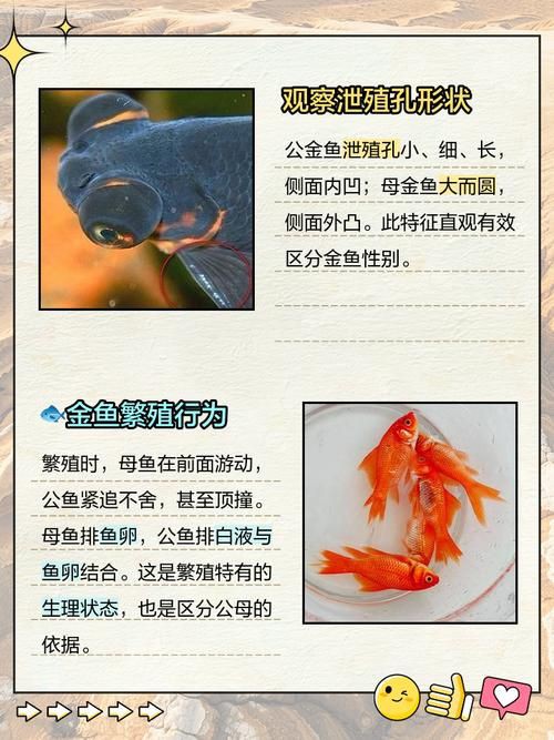 和尚魚公母最簡單辨認(rèn)圖，和尚魚公母的最簡單辨認(rèn)方法