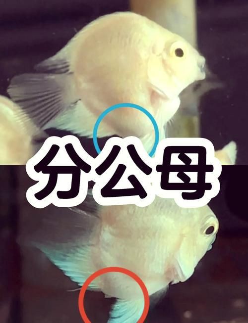 和尚魚公母最簡單辨認(rèn)圖，和尚魚公母的最簡單辨認(rèn)方法