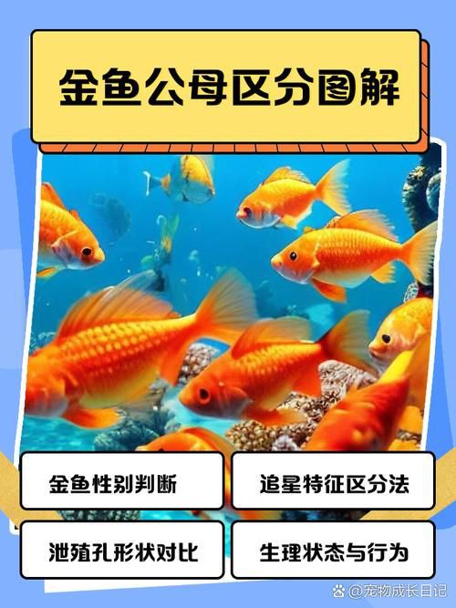 和尚魚公母最簡單辨認(rèn)圖，和尚魚公母的最簡單辨認(rèn)方法