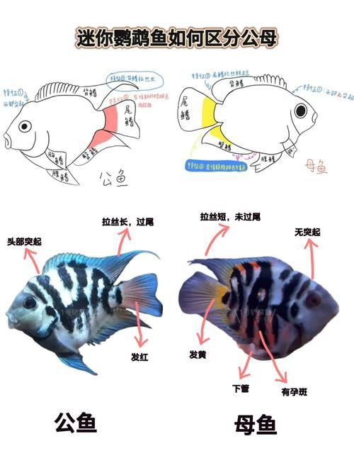 和尚魚公母最簡單辨認圖，和尚魚公母的最簡單辨認方法