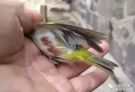 和尚魚公母最簡單辨認(rèn)圖，和尚魚公母的最簡單辨認(rèn)方法