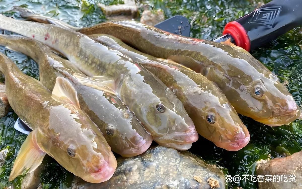 海鯰魚的最佳吃法，《海鯰魚的最佳吃法》喜歡濃郁口感的紅燒醬燜，或是創新的吃法
