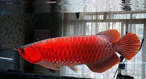 如何判斷紅龍魚是否進入尷尬期？，如何判斷紅龍魚是否步入“尷尬期” 如何判斷紅龍魚是否進入尷尬期？，如何判斷紅龍魚是否步入“尷尬期” 龍魚百科 第3張