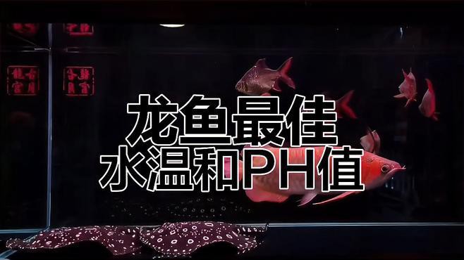 如何判斷水質是否適合龍魚？，如何判斷水質是否適合龍魚