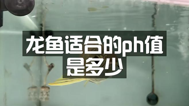 如何判斷水質是否適合龍魚？，如何判斷水質是否適合龍魚