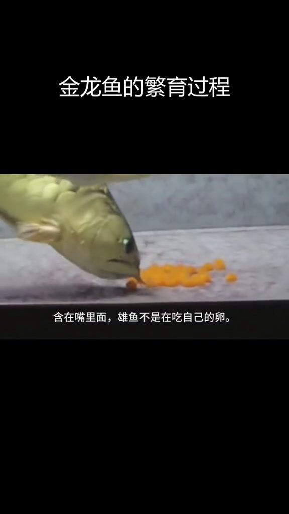 如何提高金龍魚繁殖成功率？，如何提高金龍魚繁殖成功率