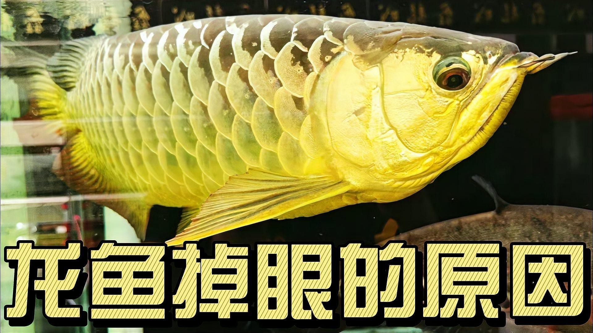 如何判斷紅龍魚是否掉眼？，如何判斷紅龍魚是否掉眼