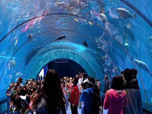 淮南水族店，揭秘淮南水族店