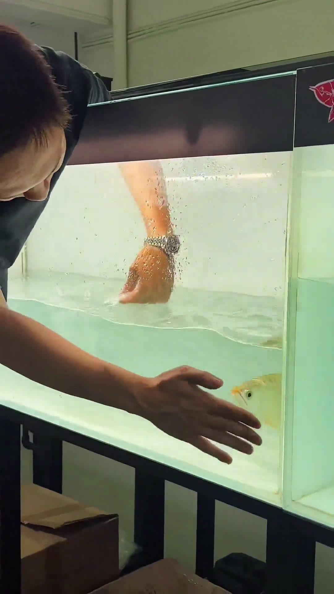 如何判斷龍魚是否感染真菌？，如何判斷龍魚是否感染真菌 如何判斷龍魚是否感染真菌？，如何判斷龍魚是否感染真菌 龍魚百科 第4張