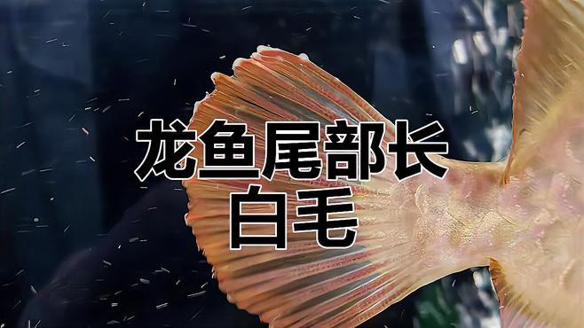 如何判斷龍魚是否感染真菌？，如何判斷龍魚是否感染真菌 如何判斷龍魚是否感染真菌？，如何判斷龍魚是否感染真菌 龍魚百科 第11張