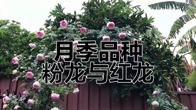 如何區分粉龍和紅龍？，如何區分粉龍和紅龍