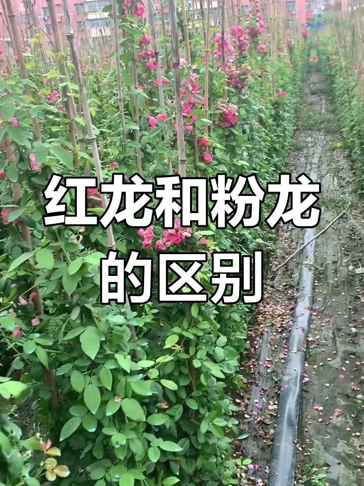 如何區分粉龍和紅龍？，如何區分粉龍和紅龍