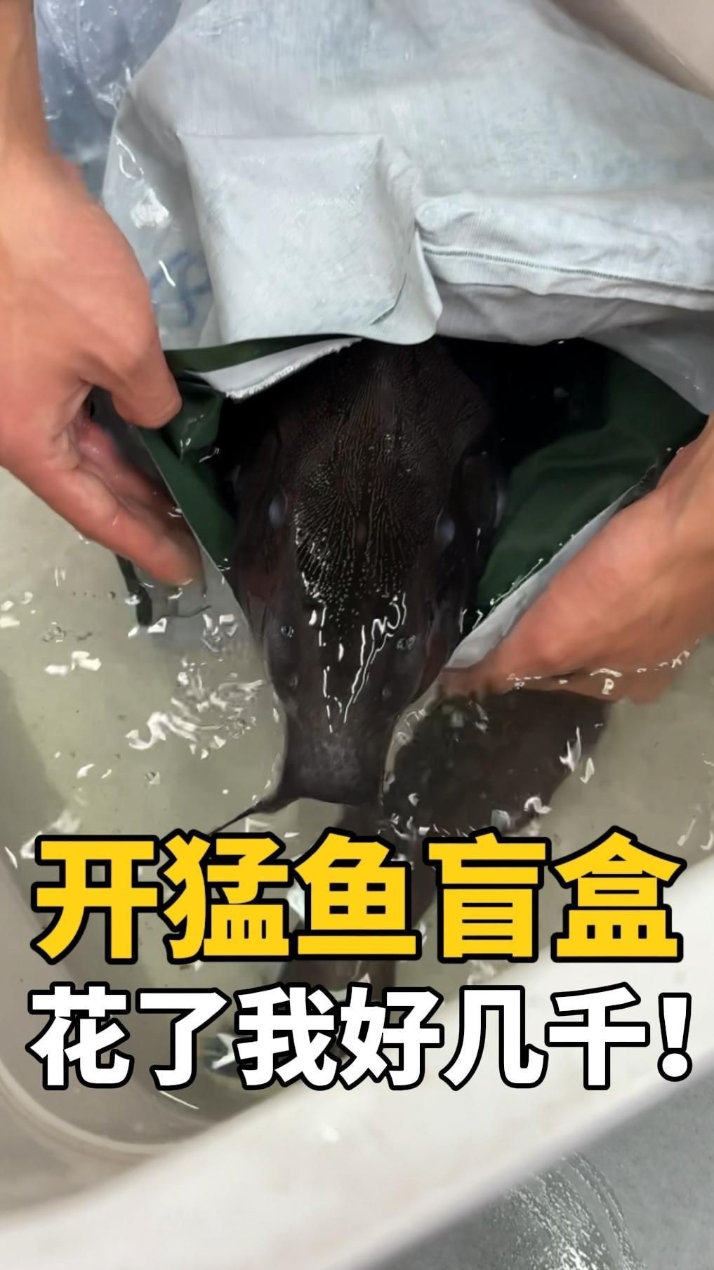 猛魚盲盒豪華版，400塊買的猛魚盲盒,開出五條大猛魚,賺了嗎