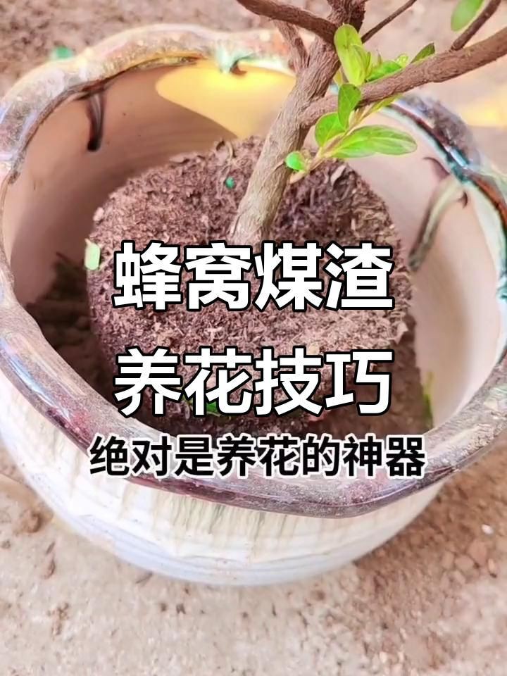 煤渣能代替赤玉土嗎，煤渣能否代替赤玉土