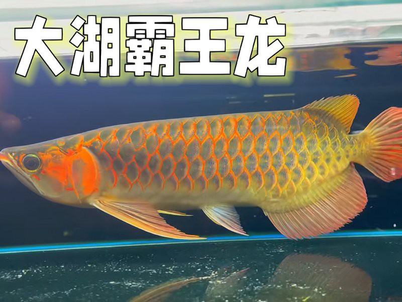 BTL系列紅龍魚的價格是多少？，btl系列紅龍魚價格