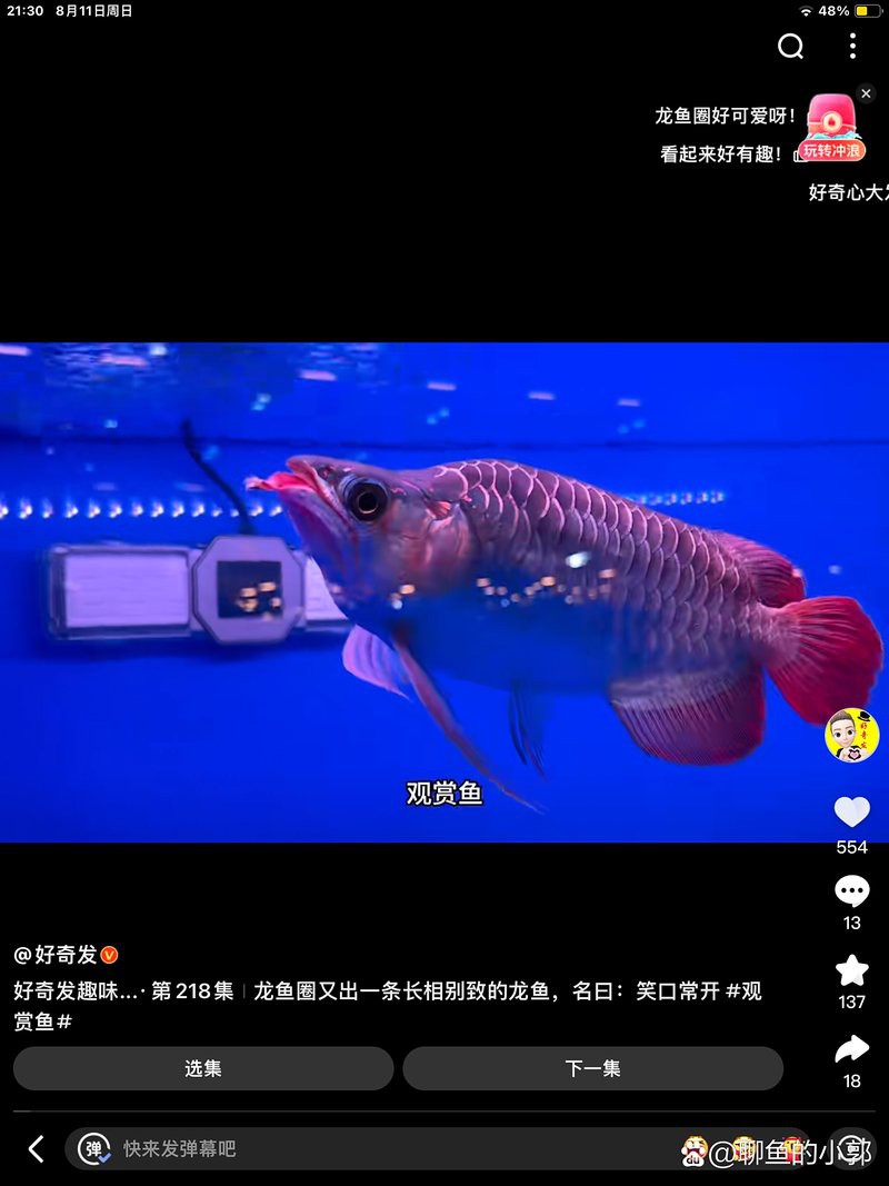 BTL系列紅龍魚(yú)的價(jià)格是多少？，btl系列紅龍魚(yú)價(jià)格