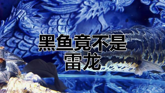 如何區分雷龍魚和黑魚？，如何區分雷龍魚和黑魚 如何區分雷龍魚和黑魚？，如何區分雷龍魚和黑魚 龍魚論壇 第4張