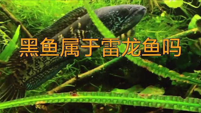 如何區分雷龍魚和黑魚？，如何區分雷龍魚和黑魚