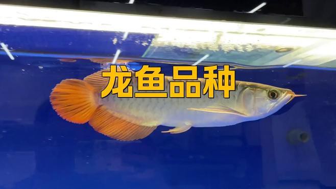 原生龍魚有哪些品種？，原生龍魚品種分類及分布地廣州勝哥龍魚品種分類及分享
