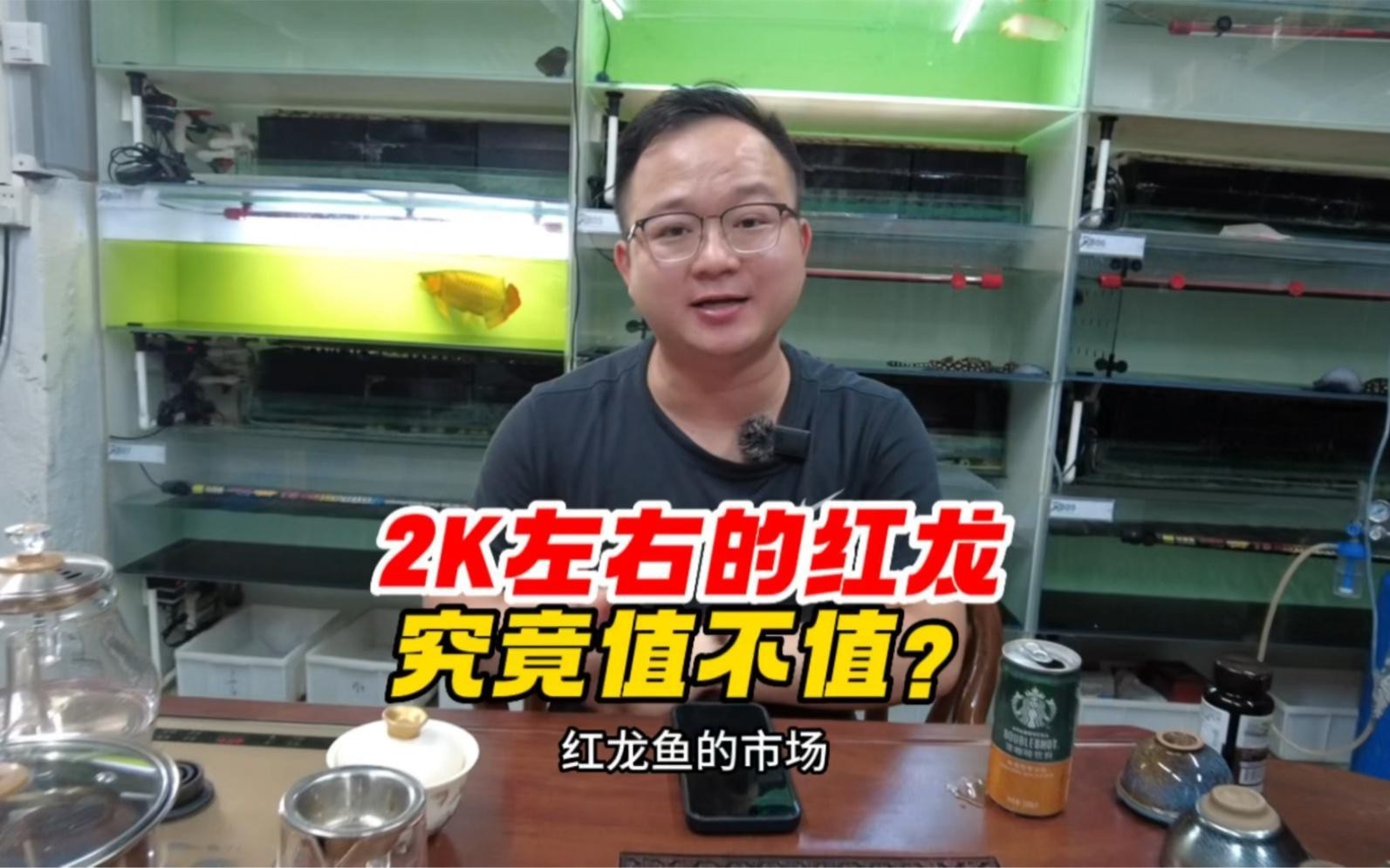 2000元能買到怎樣的泗水紅龍魚？，每月200元養出“金盔紅甲”的保姆級指南小毅說魚