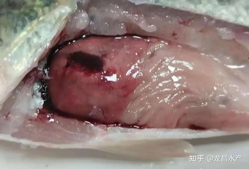 哪些藥物對(duì)龍魚(yú)內(nèi)臟損傷有效？，祥龍魚(yú)場(chǎng)內(nèi)菌清sterilizeaquafresh