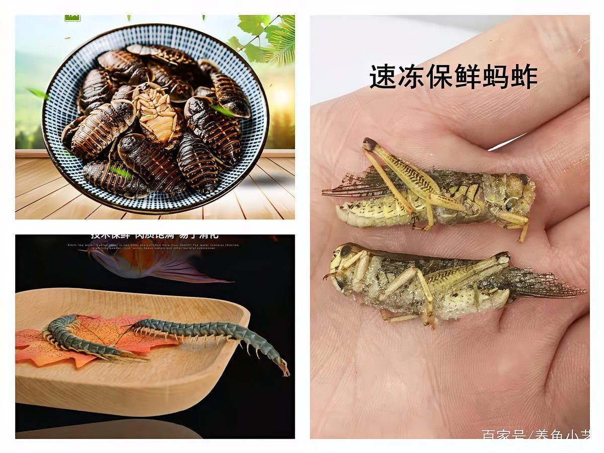 哪些甲殼類副食適合龍魚？，適合龍魚食用的甲殼類副食