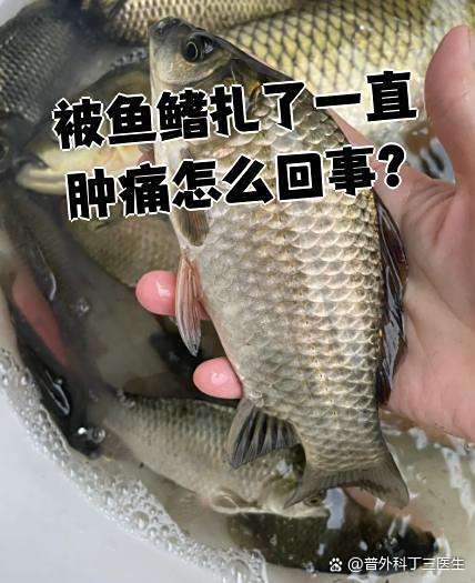 古典金龍七鰭損傷如何恢復？，《古典金龍七鰭損傷如何恢復》古典金龍七鰭損傷如何恢復