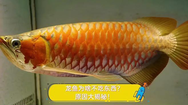 如何判斷龍魚是否消化不良？，《如何判斷龍魚是否消化不良》龍魚消化不良引起的脫肛 如何判斷龍魚是否消化不良？，《如何判斷龍魚是否消化不良》龍魚消化不良引起的脫肛 龍魚百科 第5張