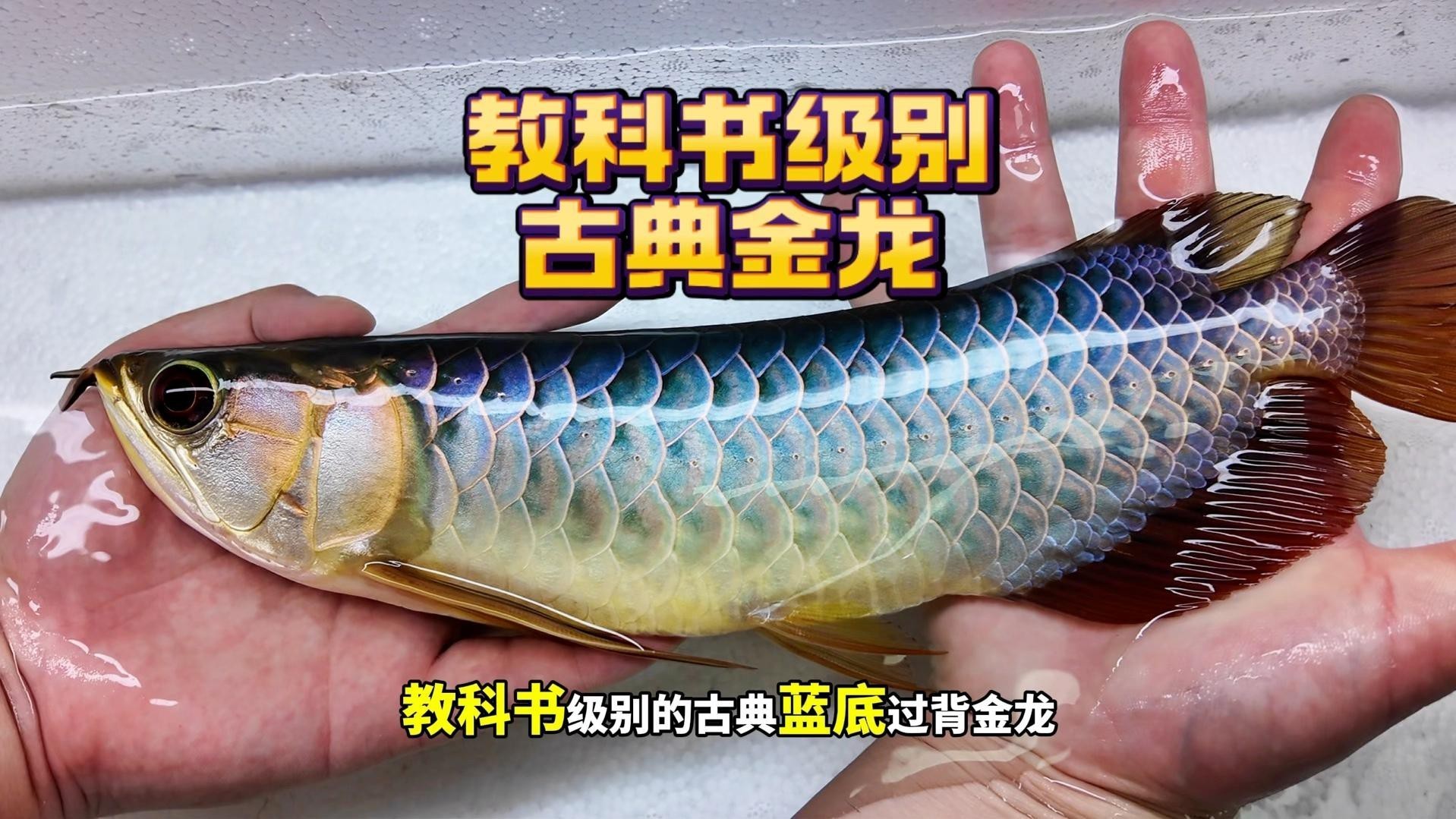 哪種藍底龍魚品種最稀有？，**藍底過背金龍魚**