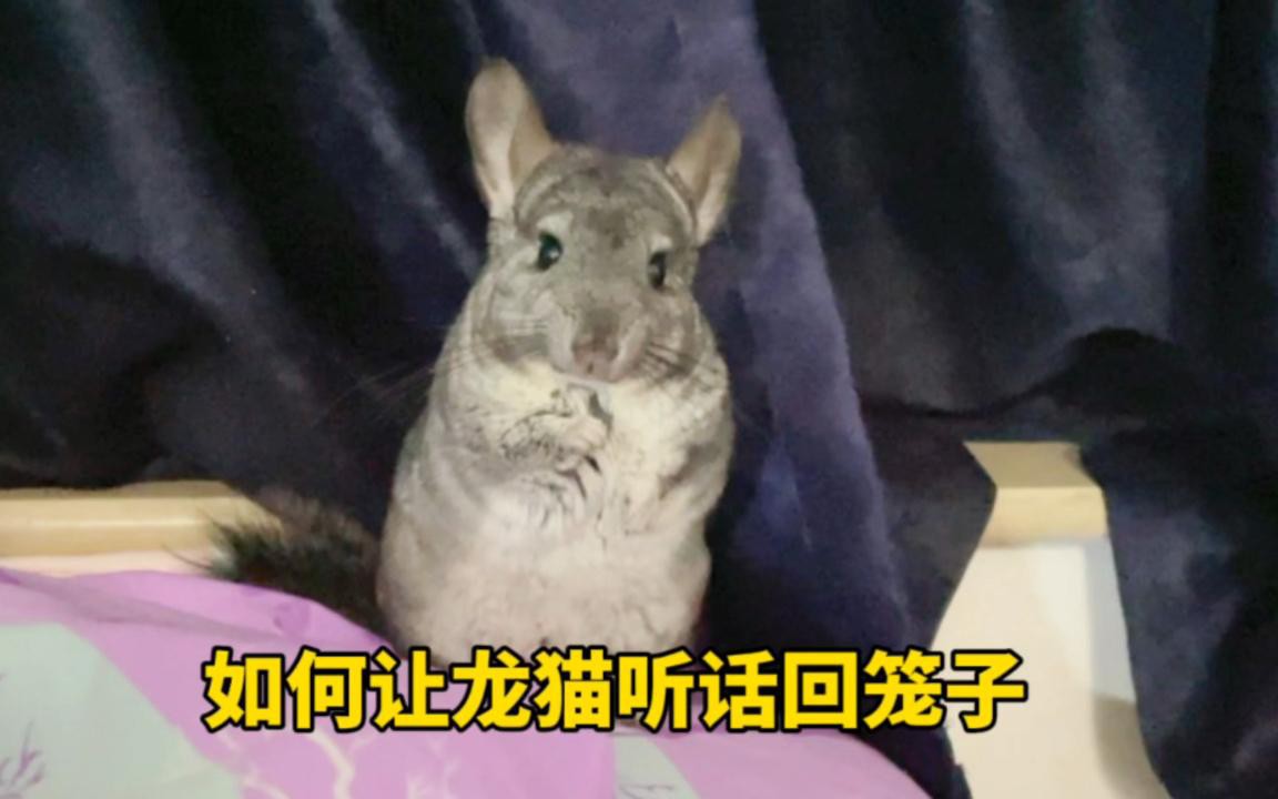 如何訓練龍貓回籠？，如何讓龍貓乖乖回籠子嗶哩嗶哩嗶哩嗶哩嗶哩嗶哩必看