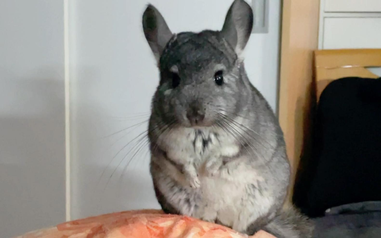 如何訓(xùn)練龍貓回籠？，如何讓龍貓乖乖回籠子嗶哩嗶哩嗶哩嗶哩嗶哩嗶哩必看